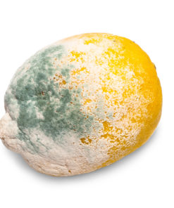 moldy lemon isolated on a white background